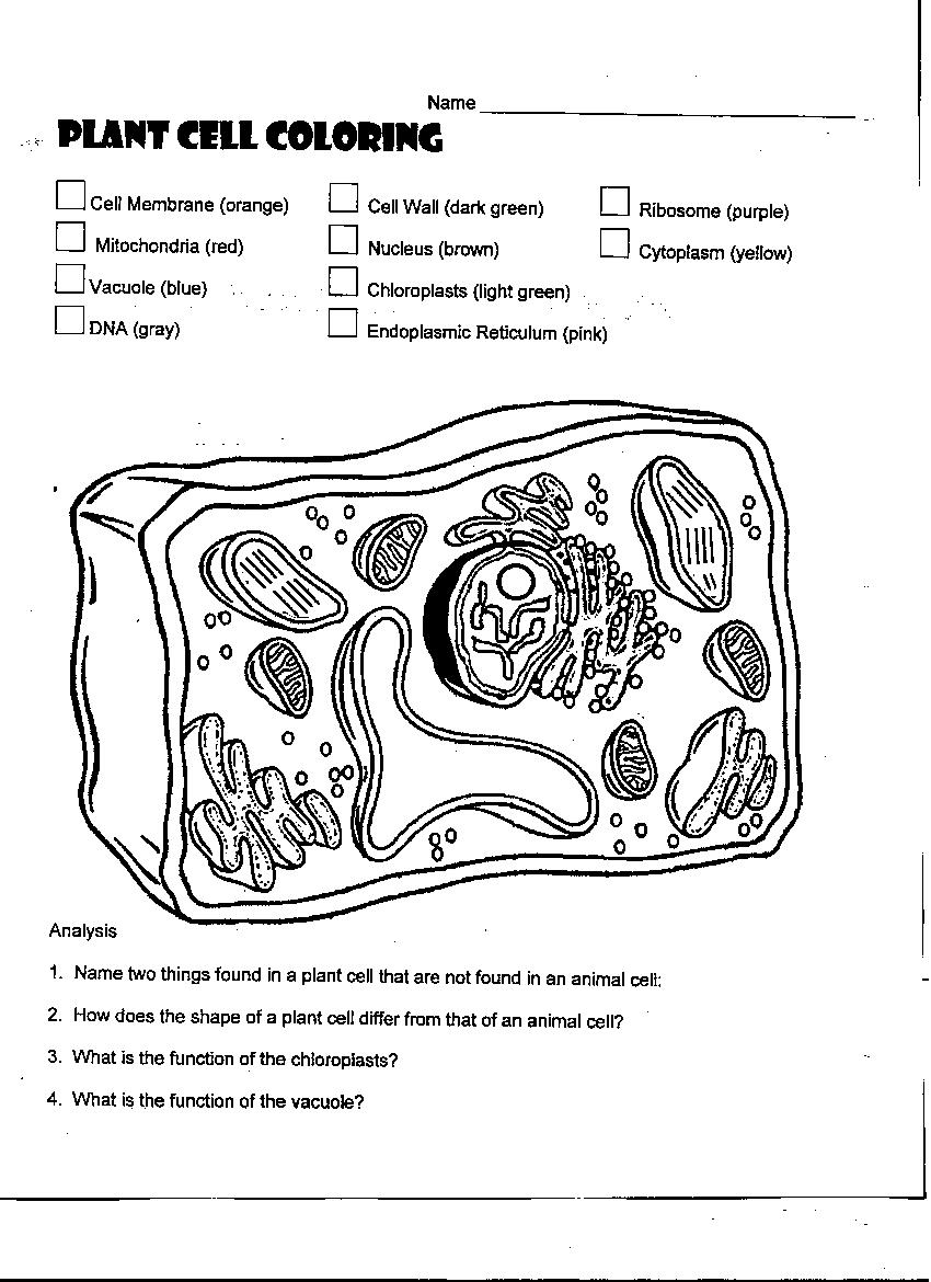 Plant Cell Coloring Diagram Worksheet Answers