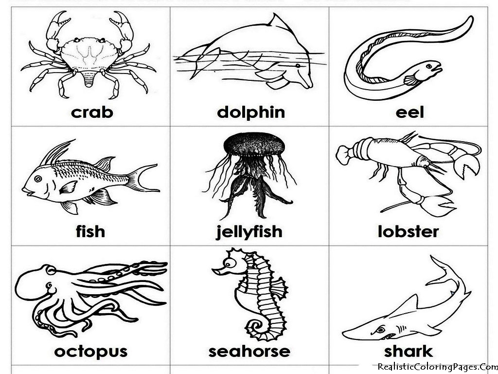 Realistic Ocean Animals Coloring Pages For Preschool