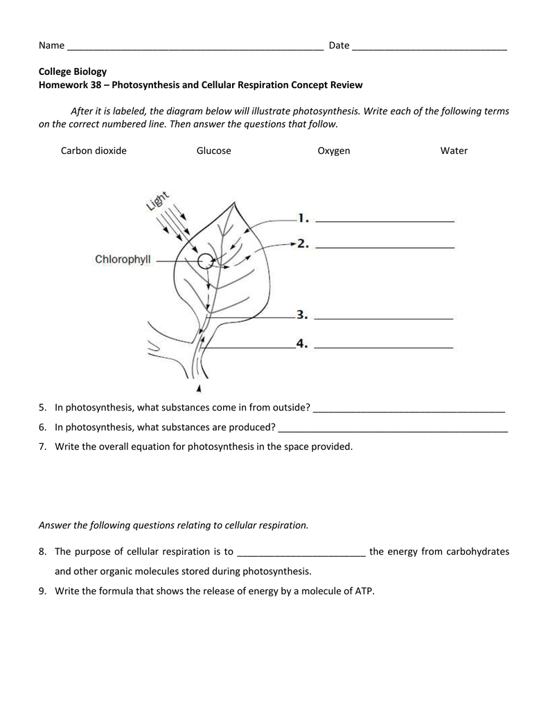 Respiration And Photosynthesis Worksheet Worksheets For All