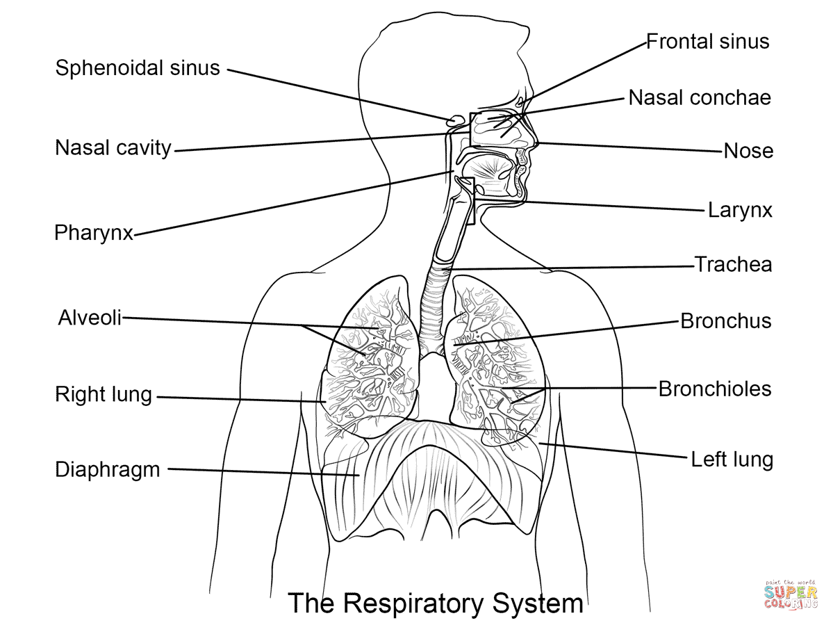 Respiratory System Worksheet Coloring Page