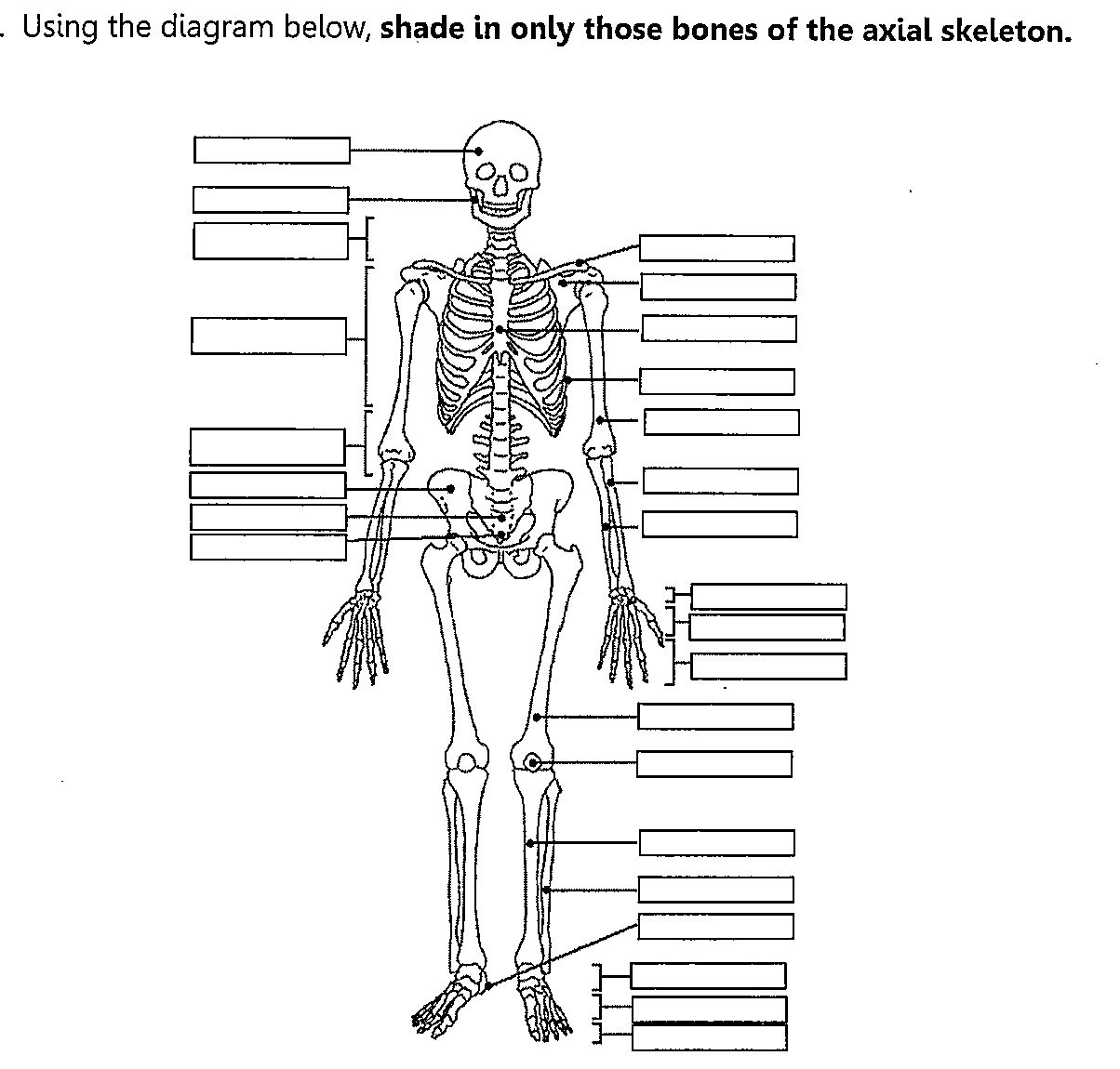 Skeleton Diagram With Label Anatomy Skeletal System Labeling Quiz