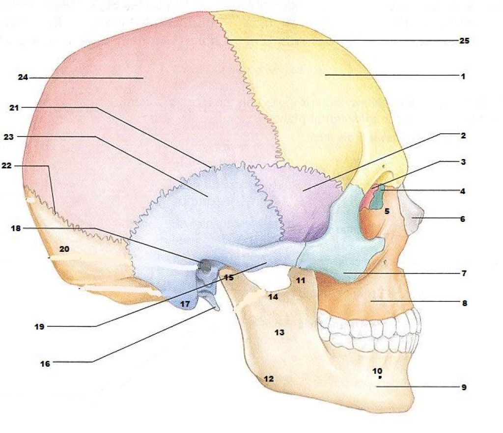 Skull Anatomy Test Gallery Human Learni On Test Gallery Dino Pul