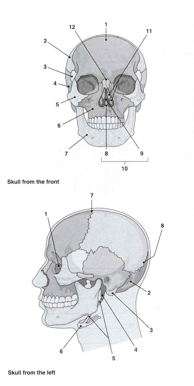 Skull Bones Labeling Exercise