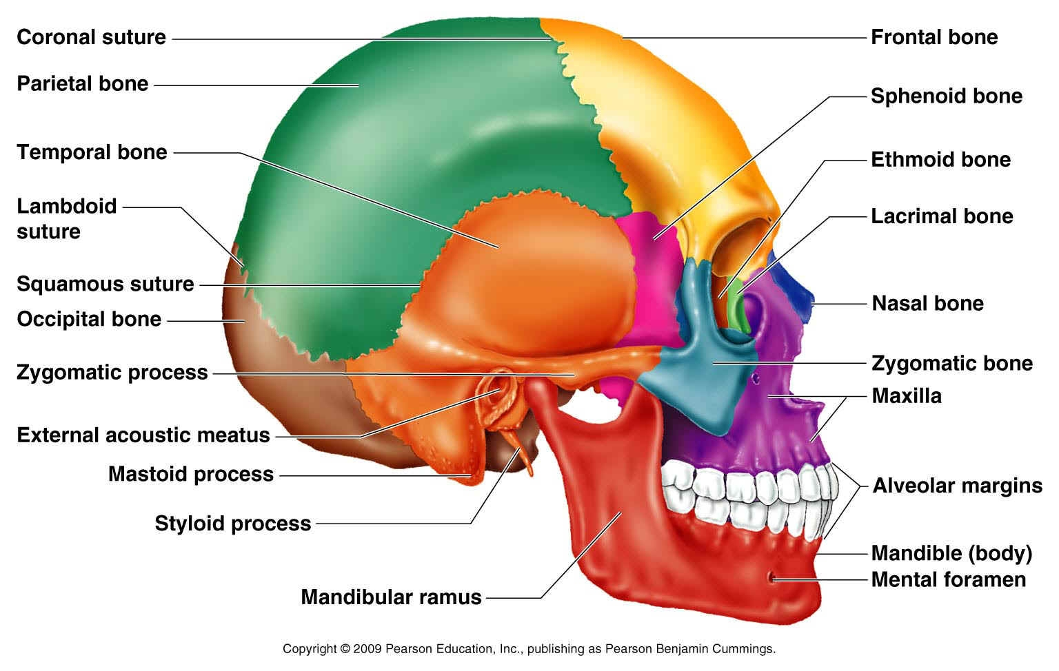Skull Bones Quiz