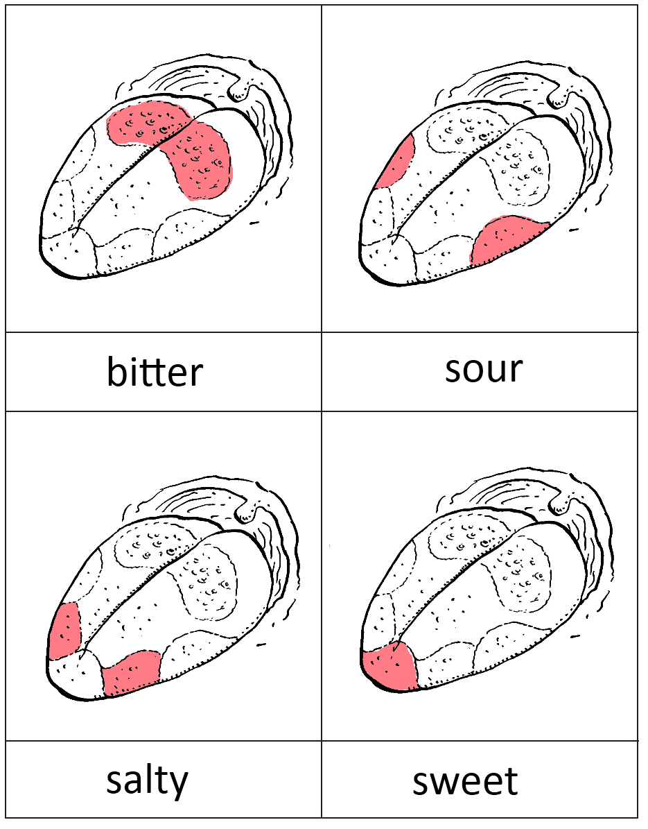 Taste Buds Printable For Lentil