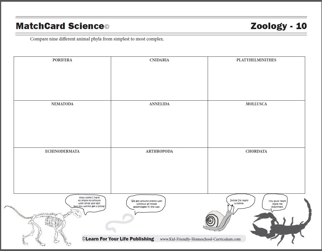 The Nine Most Common Animal Phyla Range From Simple Cells To