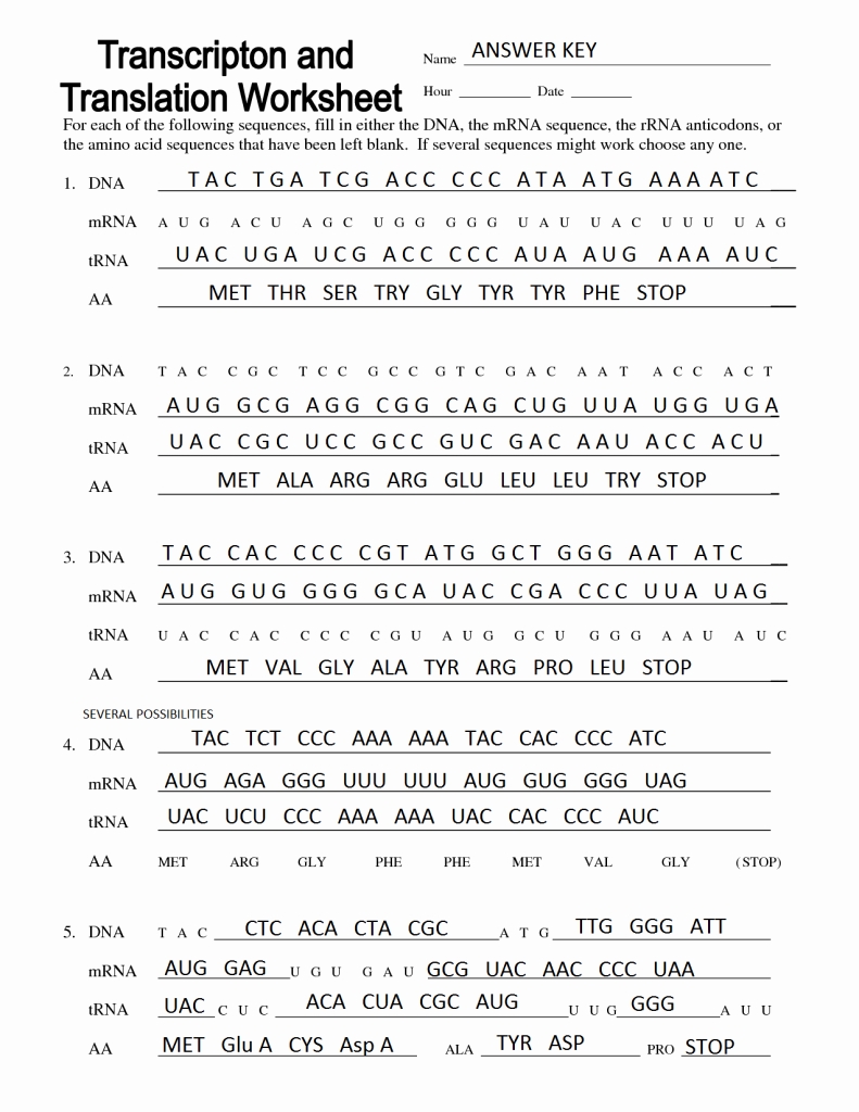 Transcription And Translation Worksheet Answers