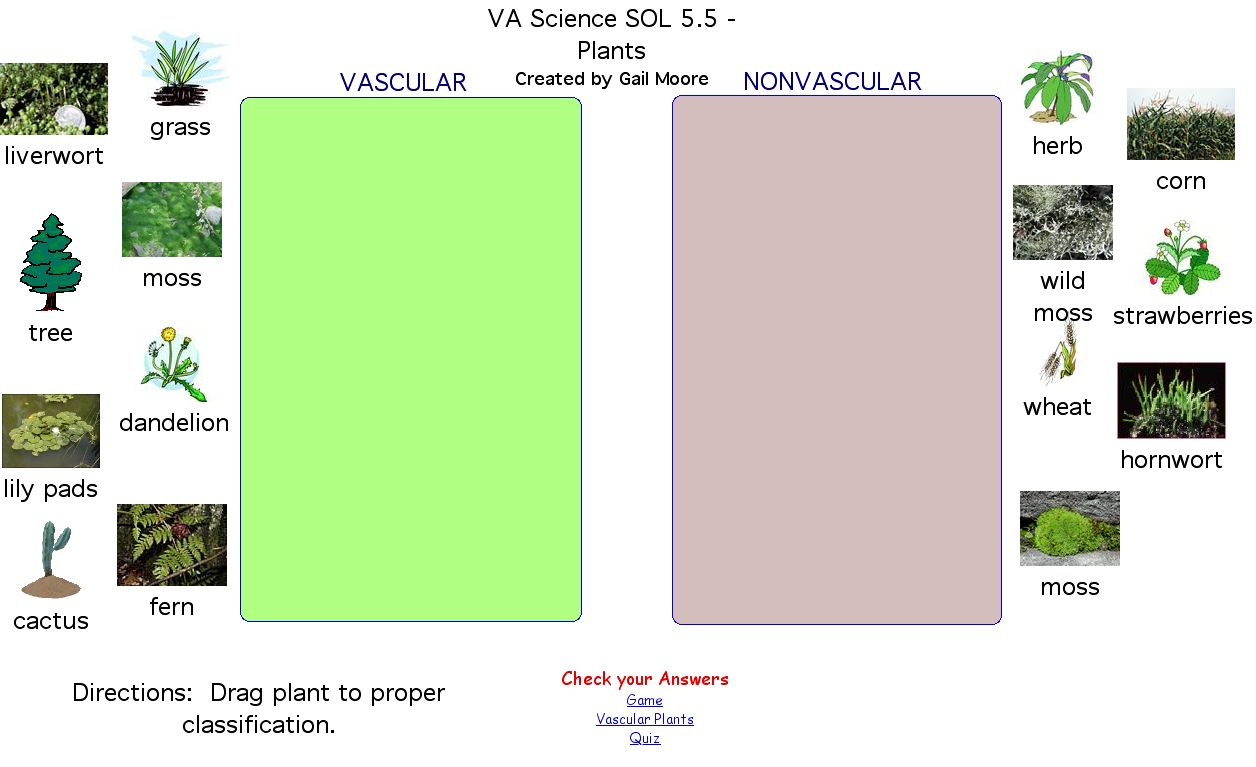 Vascular And Nonvascular Plants Worksheet
