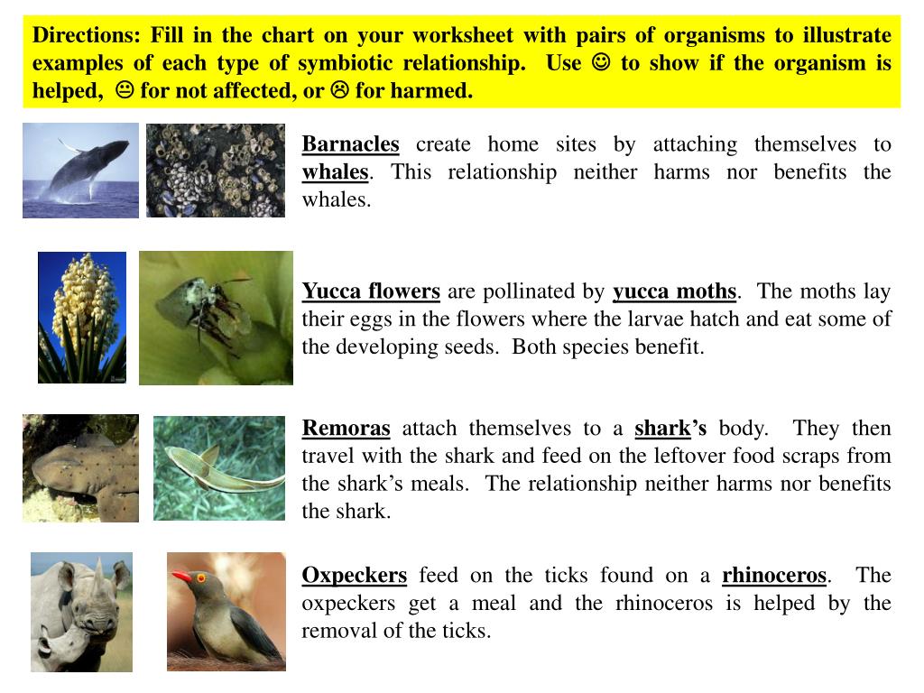 Worksheet  Types Of Symbiosis Worksheet  Brunokone Worksheet Study