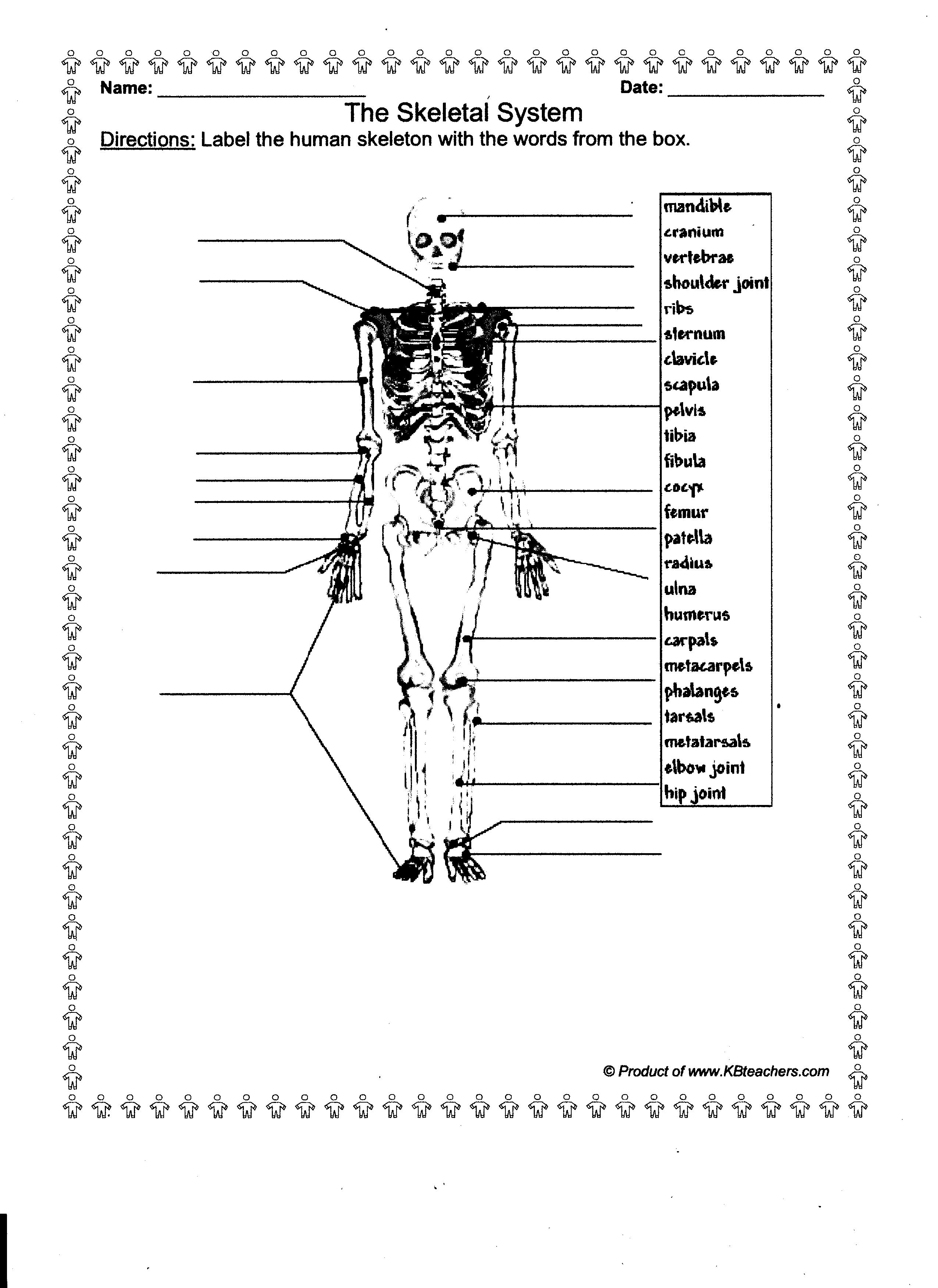 Worksheets  Free Printable Anatomy Worksheets  Pureluckrestaurant