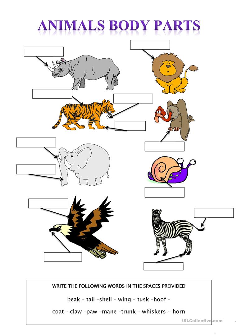 36 Free Esl Animal Body Parts Worksheets