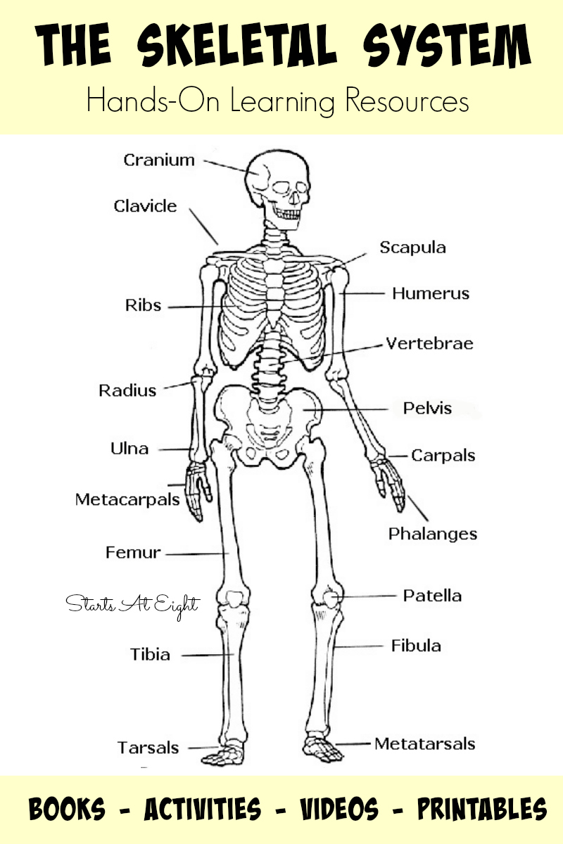 7th Grade Science Skeletal System Worksheets For All