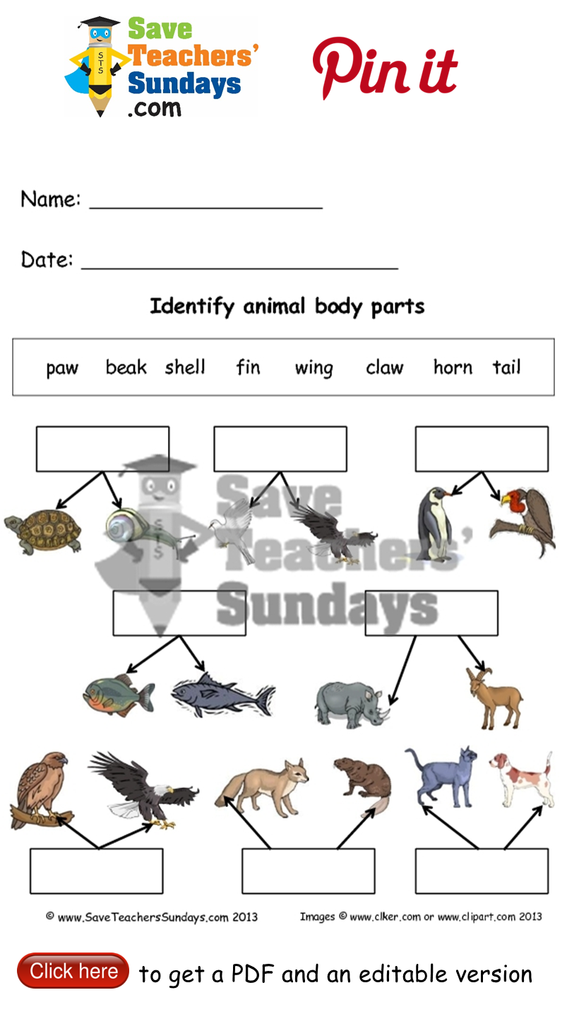 Animal Body Parts Worksheets