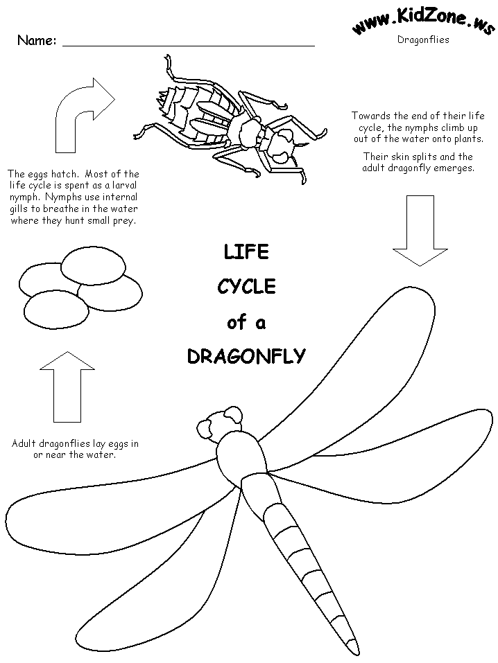 Animal Life Cycle Worksheet The Best Worksheets Image Collection