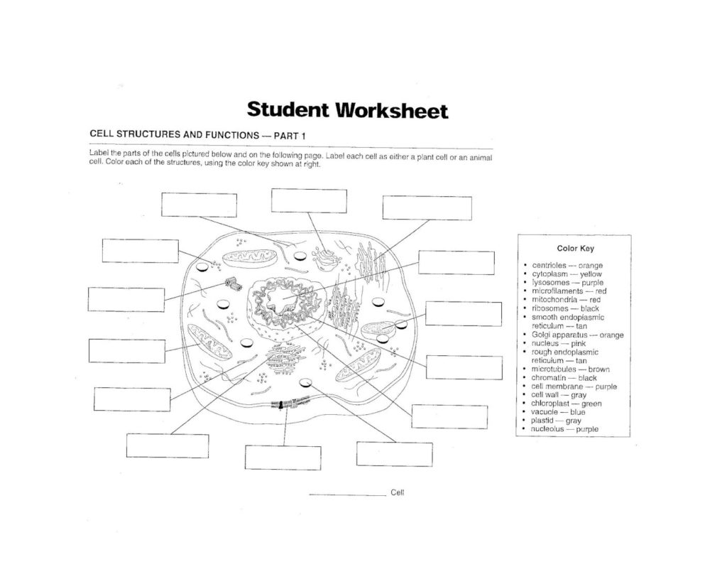 Cell Structure And Function Cell Structure And Function