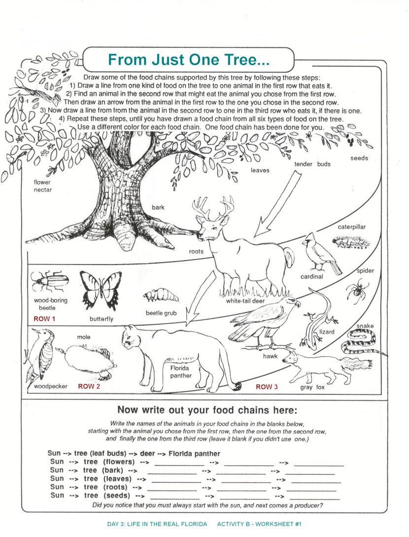 Ecosystem Worksheet Middle School Worksheets For All