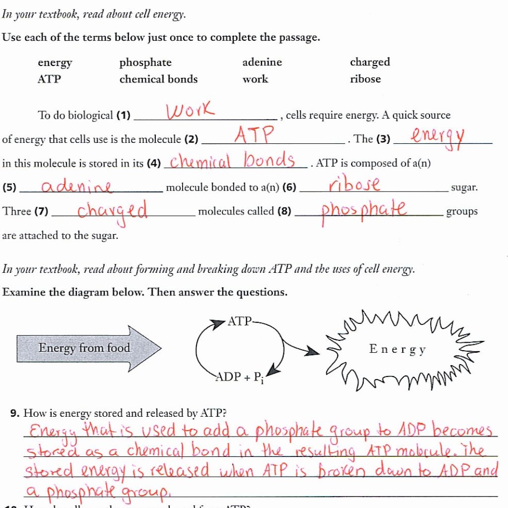 Energy In A Cell Worksheet Answers