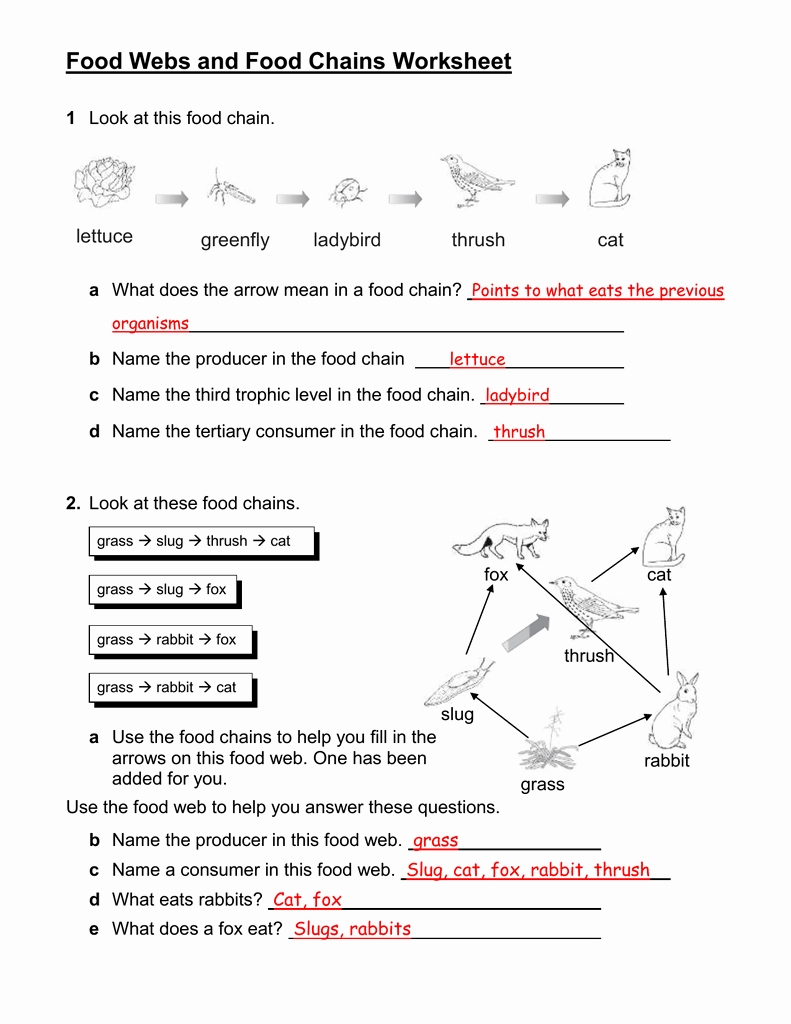 Food Web Worksheets Answer Key