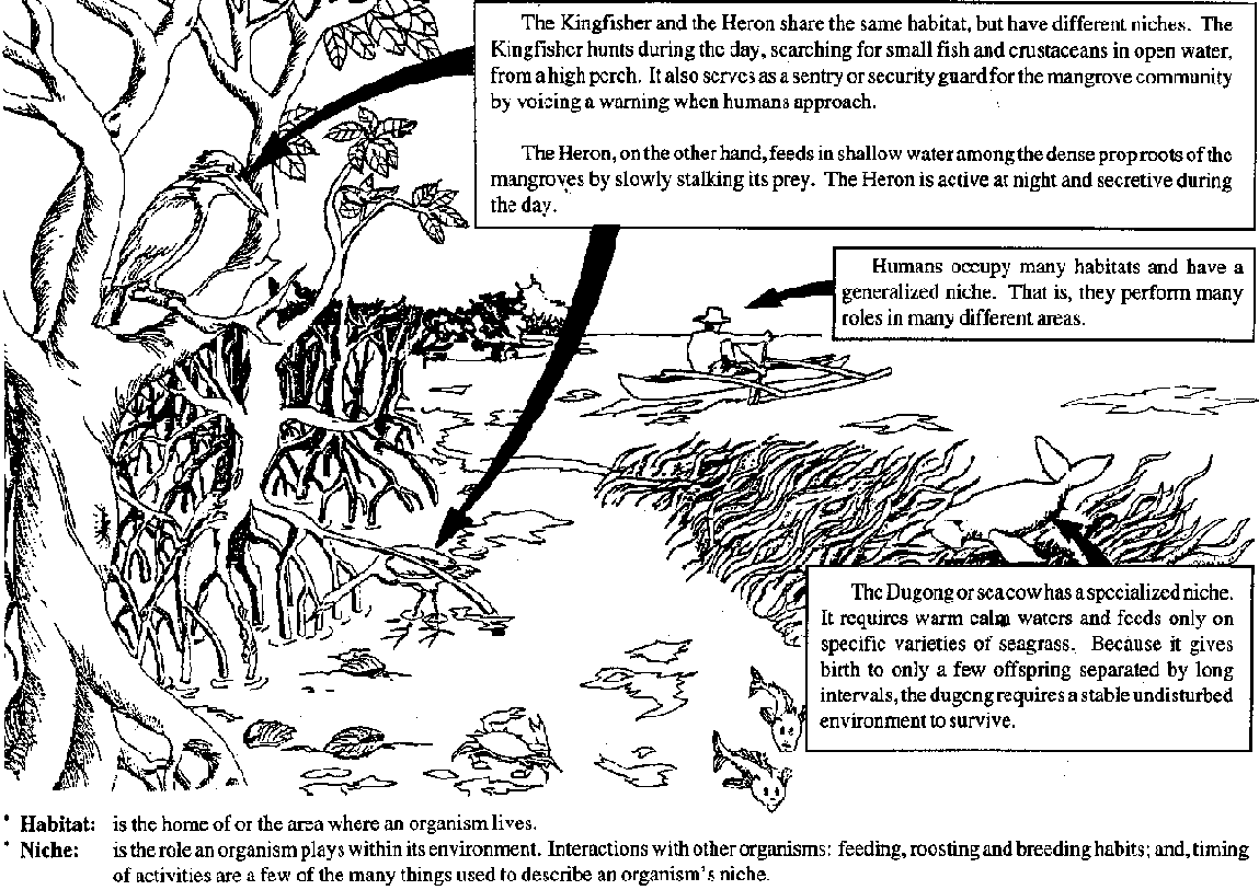 Habitat And Niche