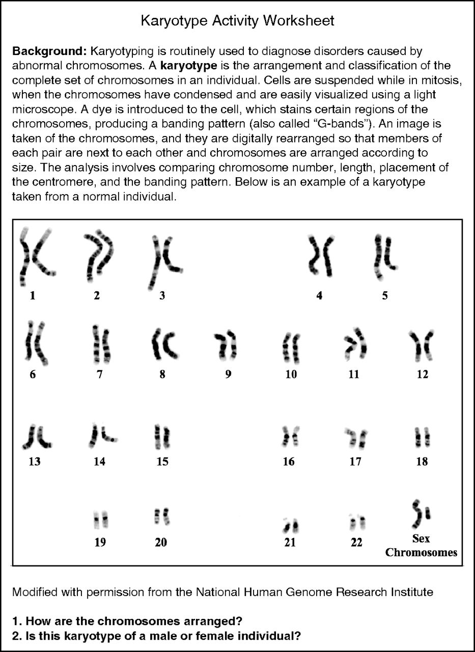 Karyotype Activity Worksheets