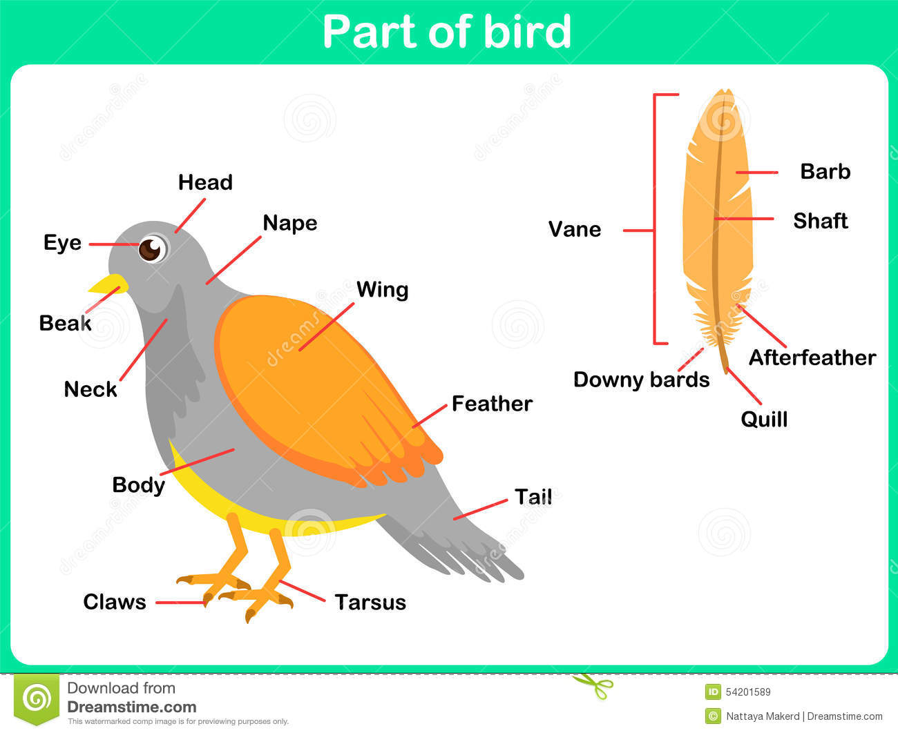 Leaning Parts Of Bird For Kids