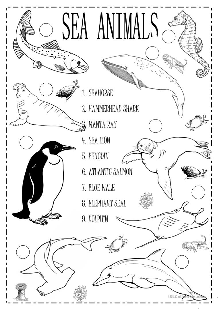 Ocean Life Worksheets The Best Worksheets Image Collection