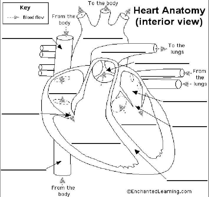 Printables  Human Heart Worksheet  Messygracebook Thousands Of