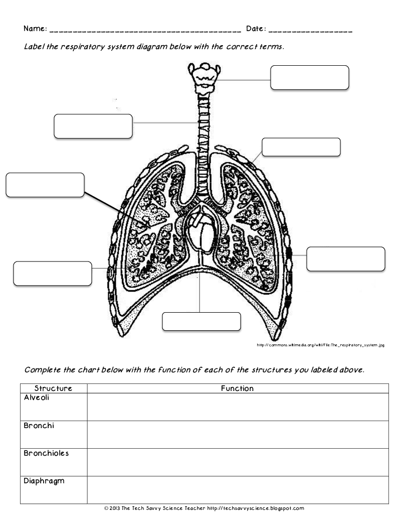 Respiratory System Worksheets High School Worksheets For All