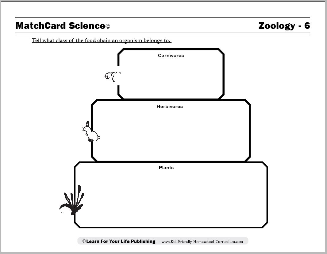Worksheet  Food Webs Worksheets  Grass Fedjp Worksheet Study Site
