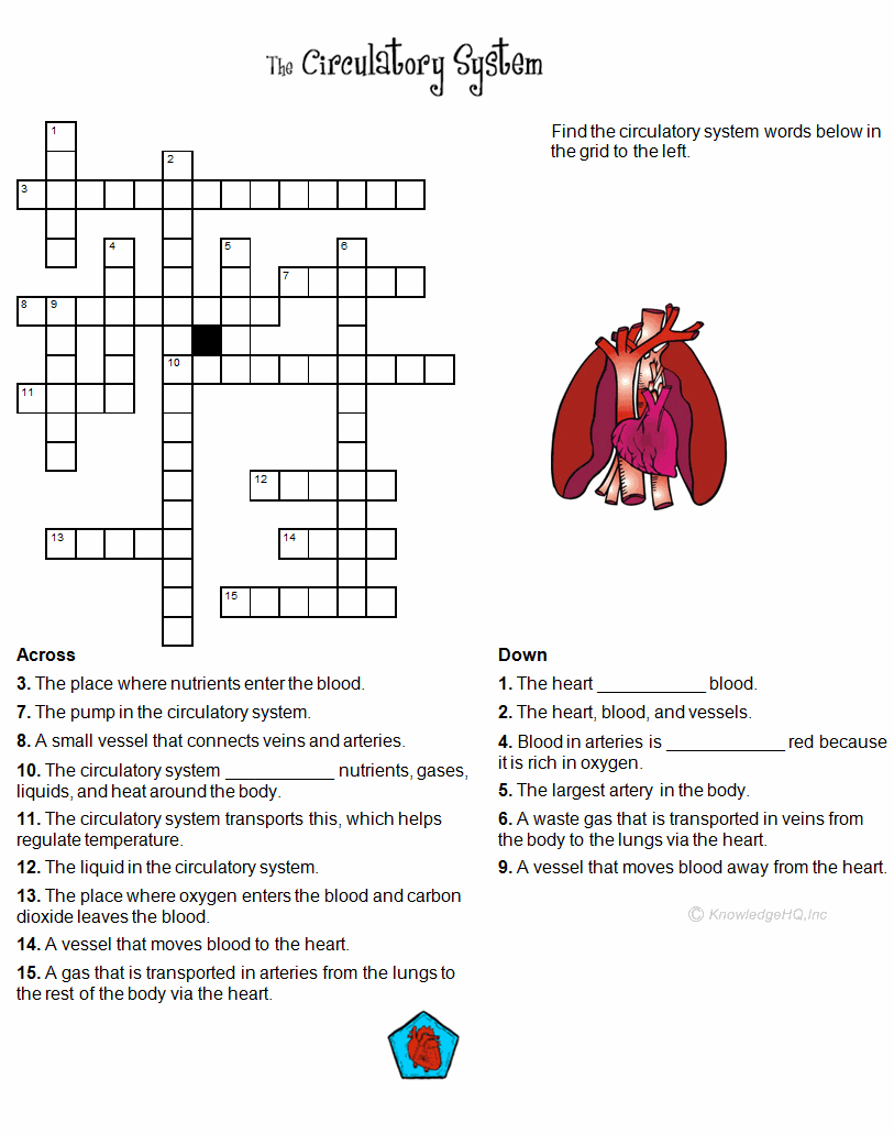 Worksheet  Human Circulatory System Worksheet  Grass Fedjp