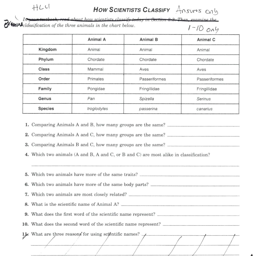 Worksheet  Word Classification Worksheets