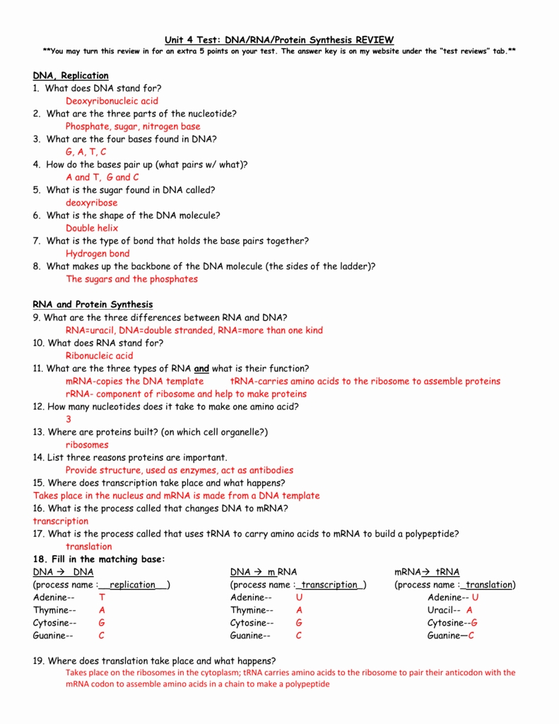 Worksheet Dna Rna And Protein Synthesis Answers
