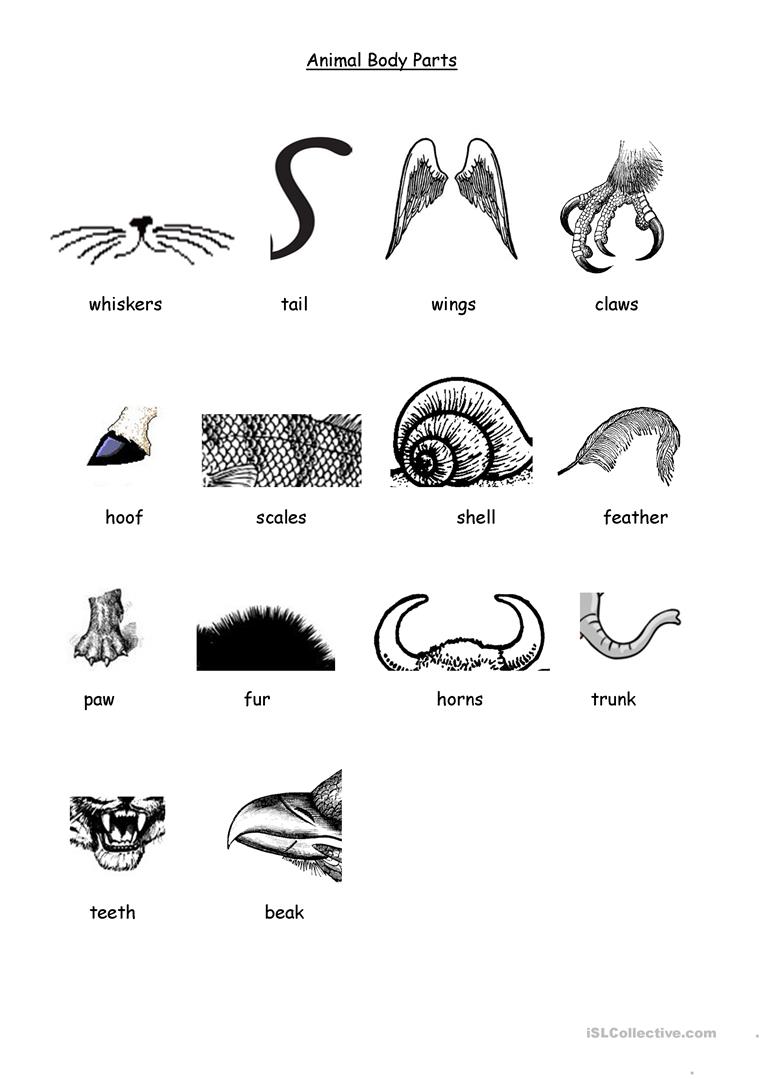 36 Free Esl Animal Body Parts Worksheets