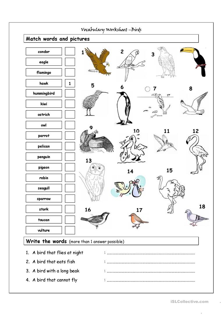 44 Free Esl Birds Worksheets