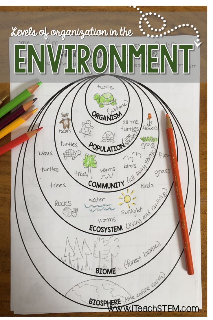 675 Best Biodiversity Images On Worksheets Samples