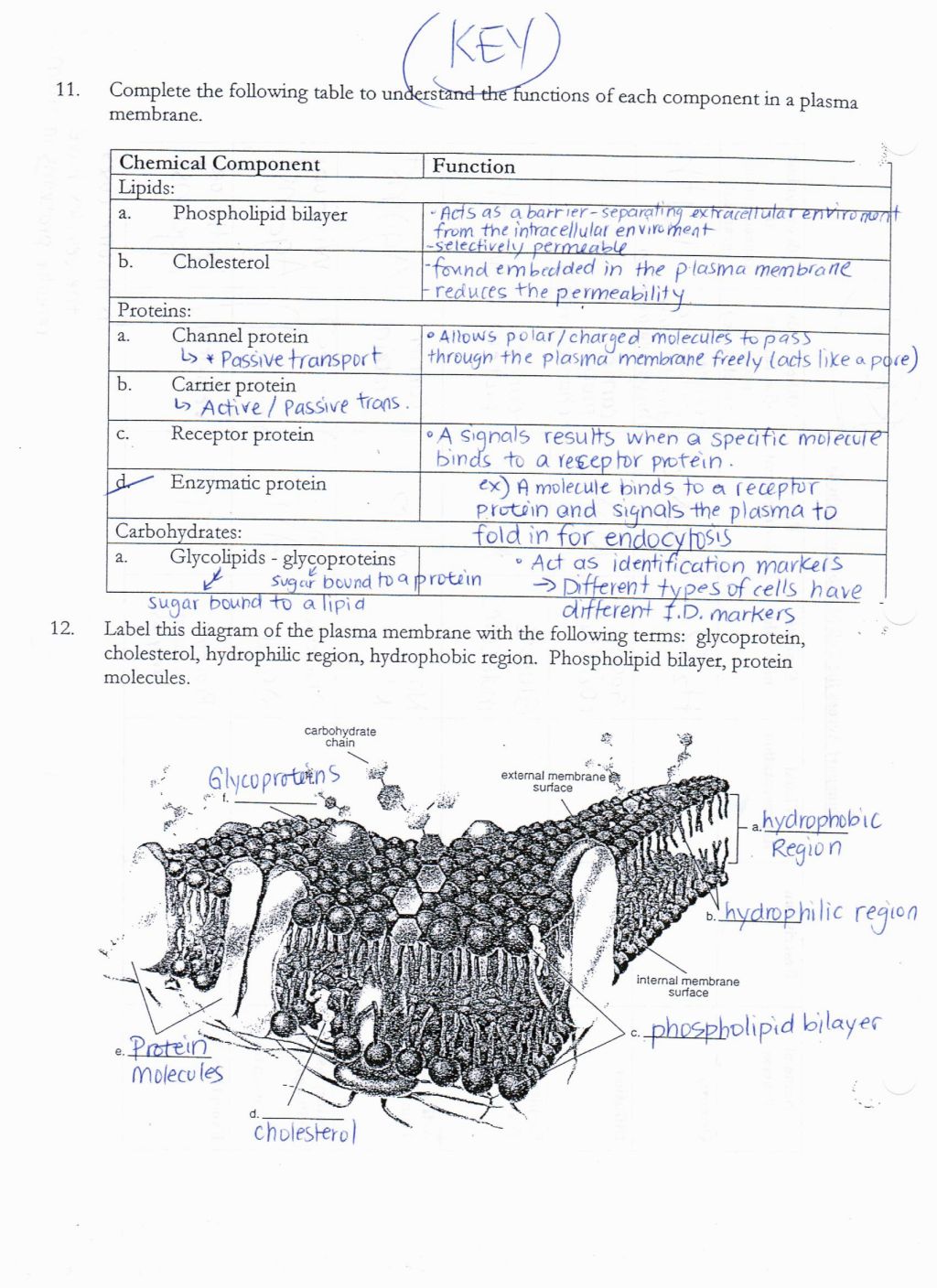 Best Pretty Cell Membrane Coloring Worksheet Answer Key Pages Free