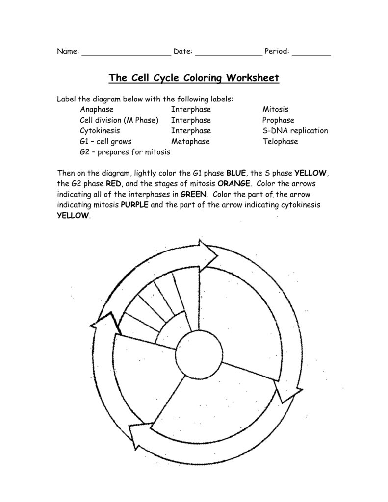 Cell Cycle Coloring Worksheet 1