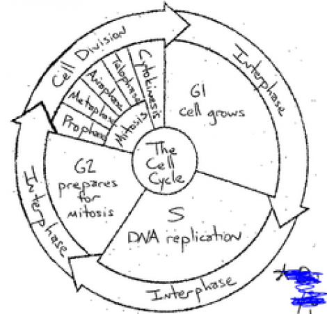 Cell Cycle Coloring Worksheet The Best Worksheets Image Collection