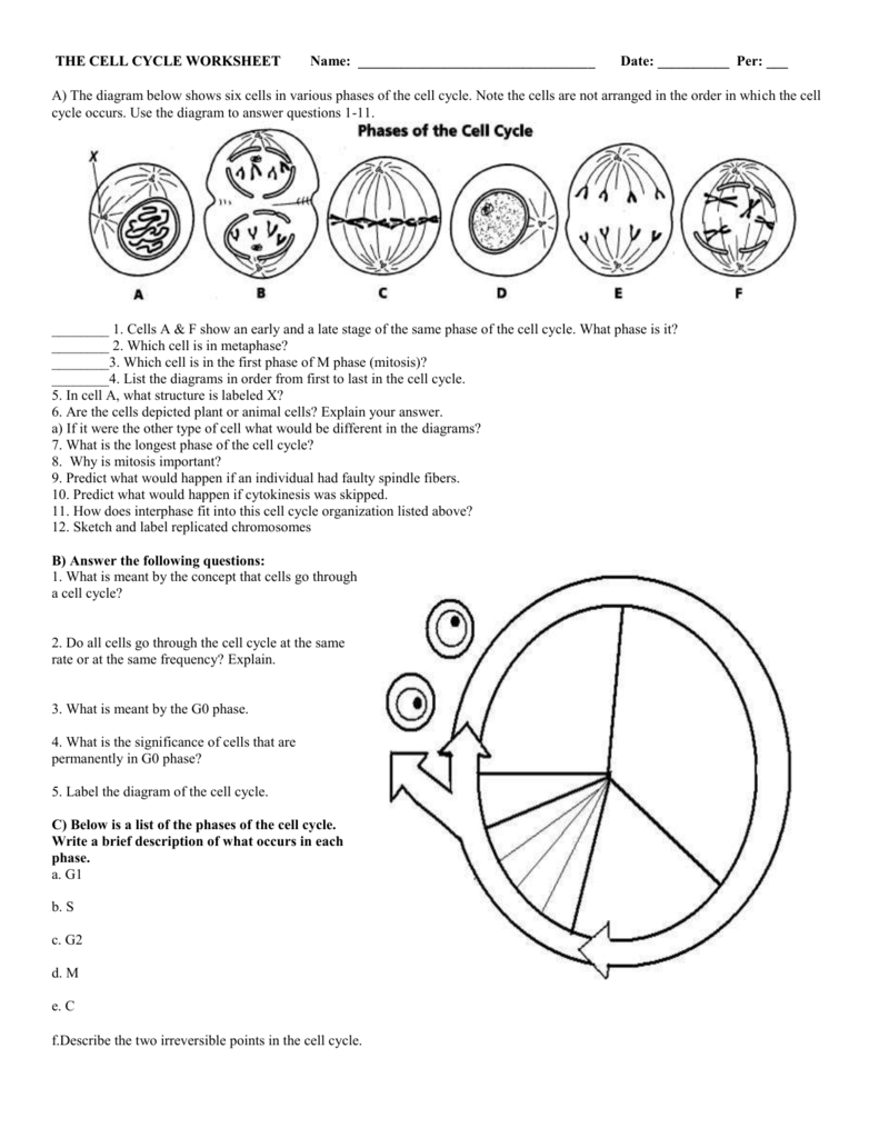 Cell Cycle Diagram Worksheet Worksheets For All