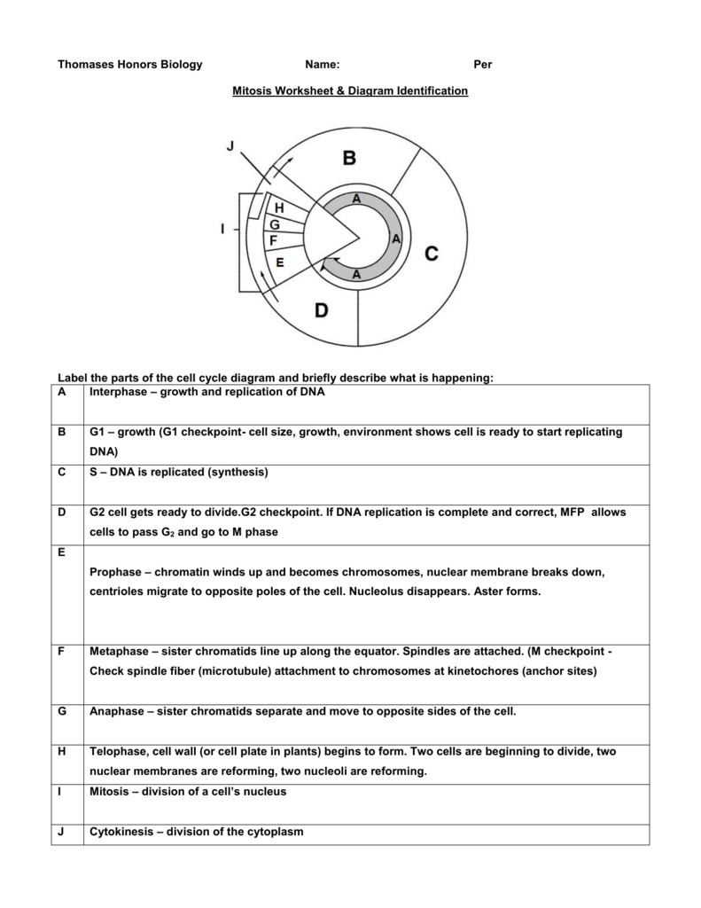 Cell Cycle Labeling Worksheet Answer Key Worksheets For All