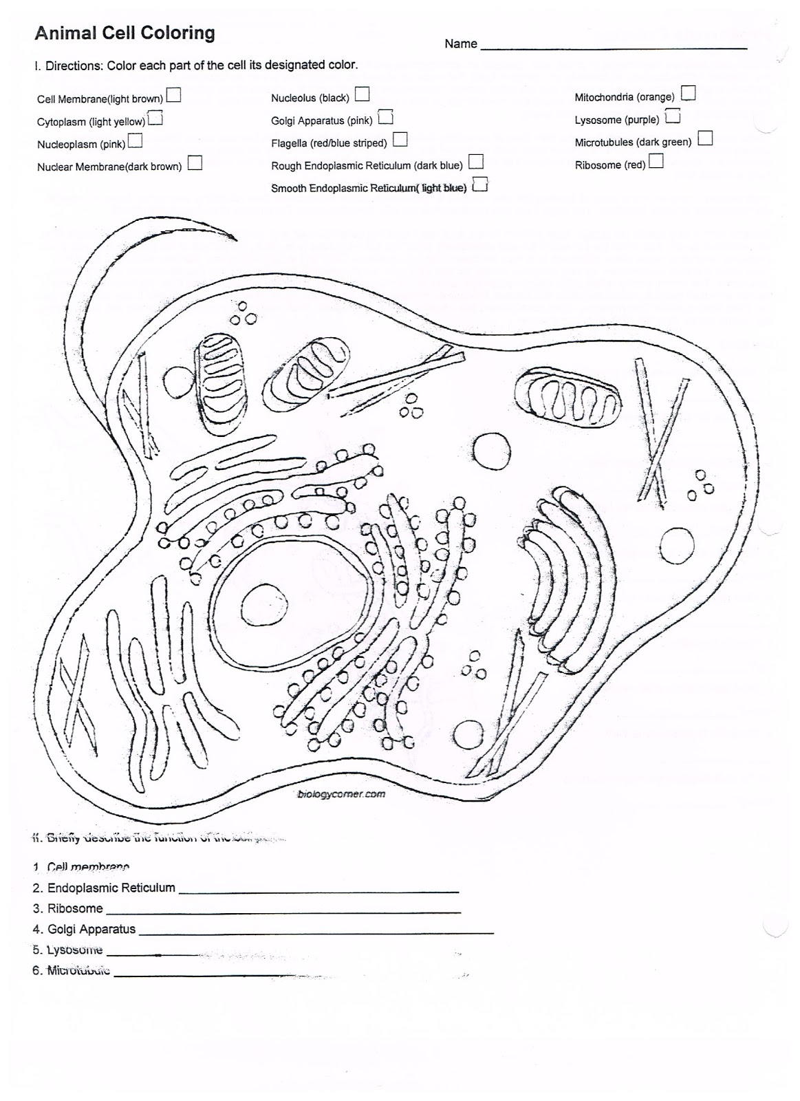Cell Organelle Coloring Worksheet 232 Page