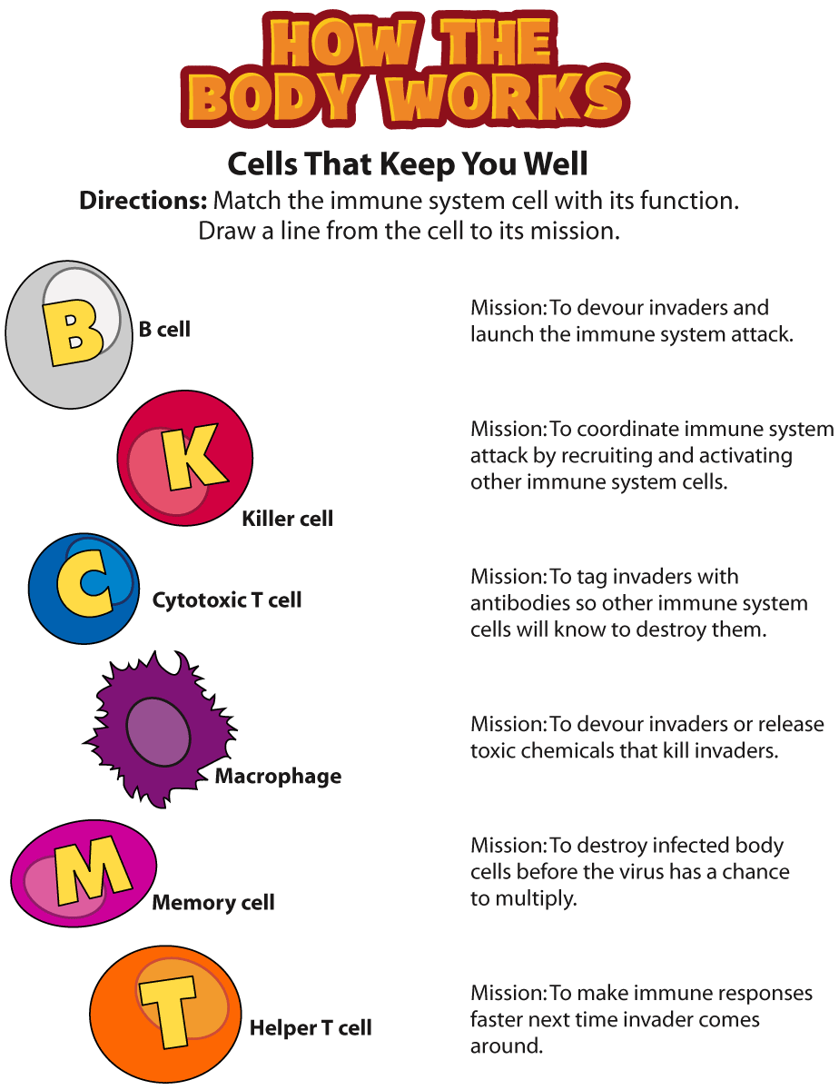 Cells Involved In The Immune System