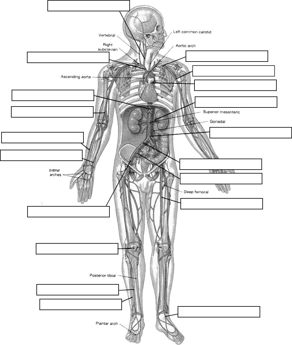 Circulatory System Diagram Worksheet