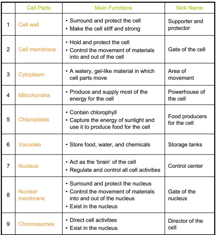 Collection Of Organelle Worksheet Answer Key
