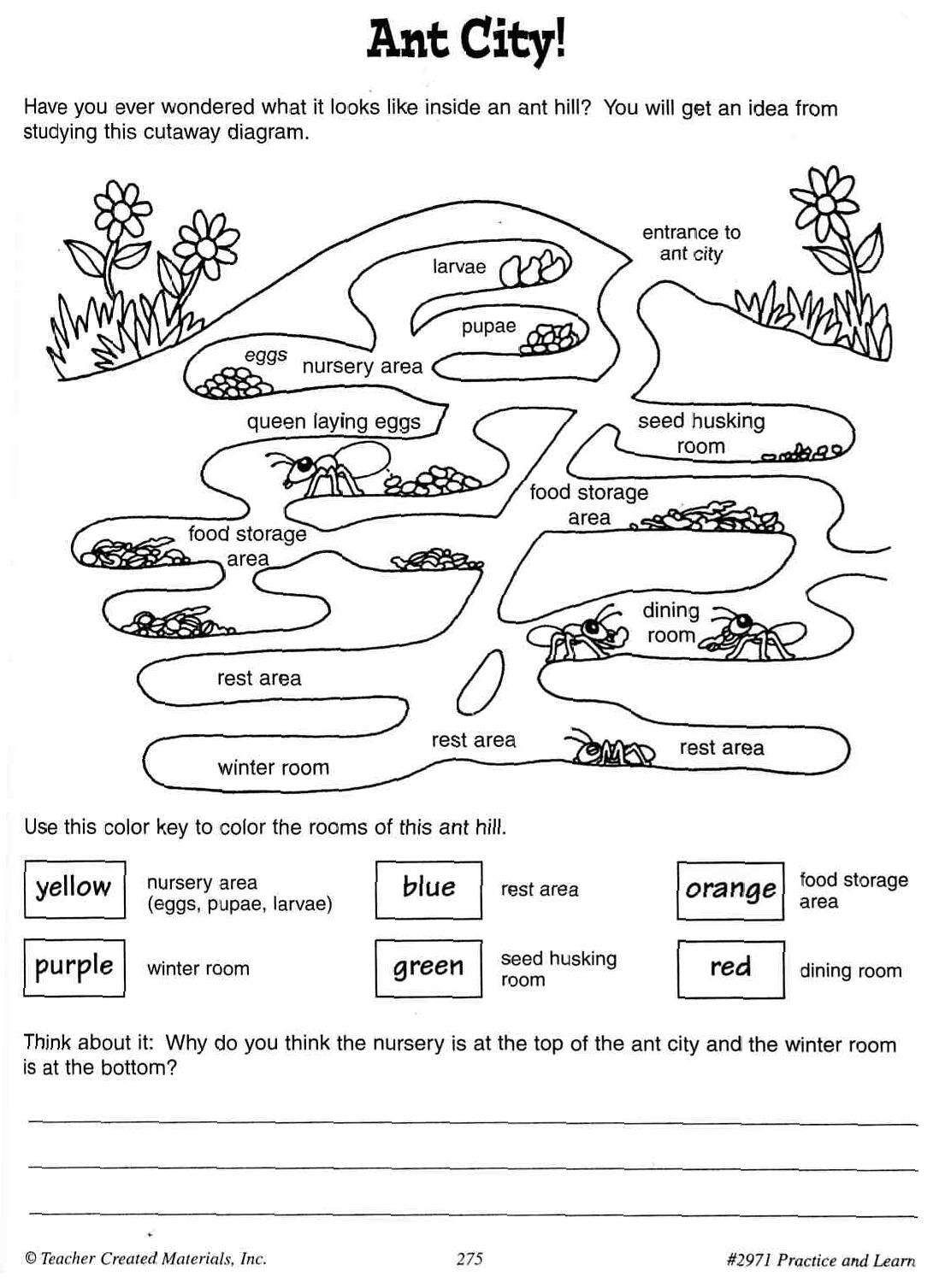Cool Ant Worksheets