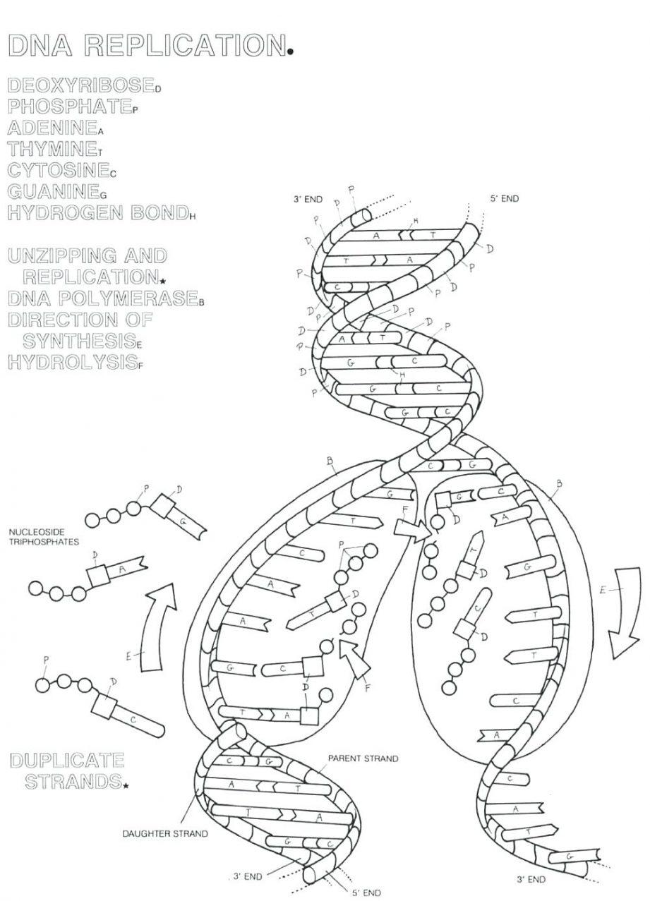 Dna Structure Worksheet High School Worksheets For All