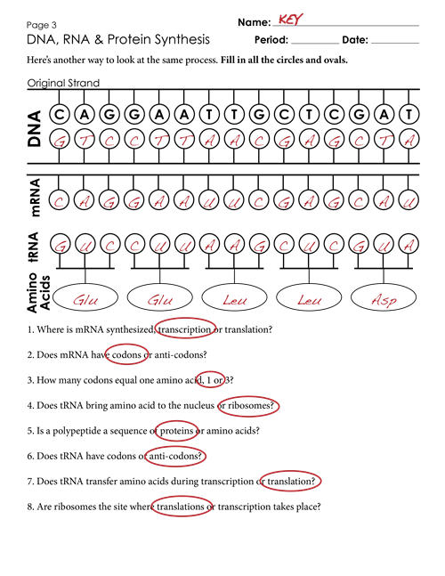 Dna To Protein Worksheet The Best Worksheets Image Collection