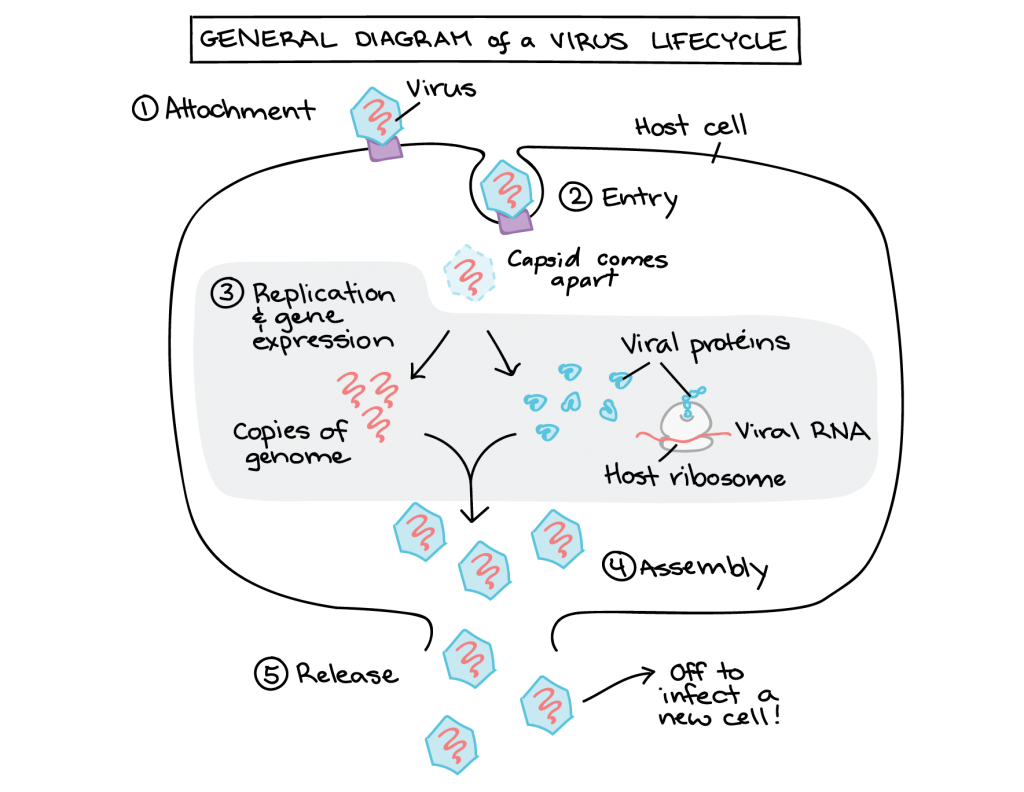 Draw The Cell Cycle And Label It The Cell Cycle Worksheet Answer