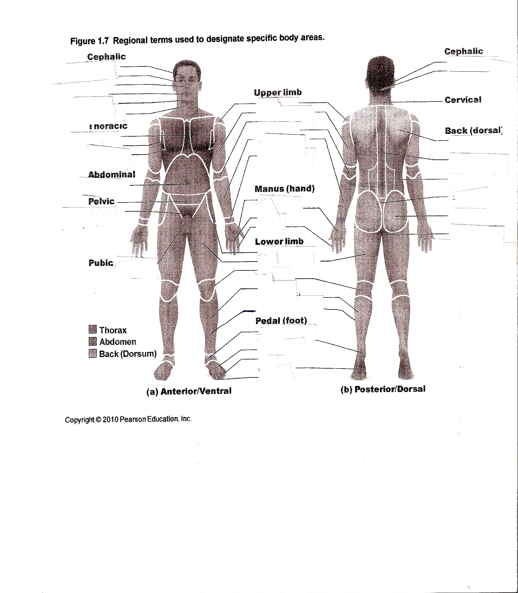 Good Human Anatomy Worksheets 65 With Additional Function Of The