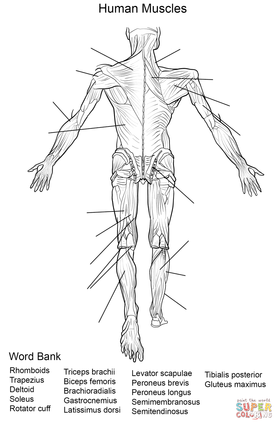 Human Muscles Back View Worksheet Coloring Page
